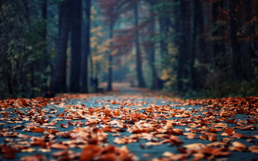 Autumn-Leaves-Road-Trees