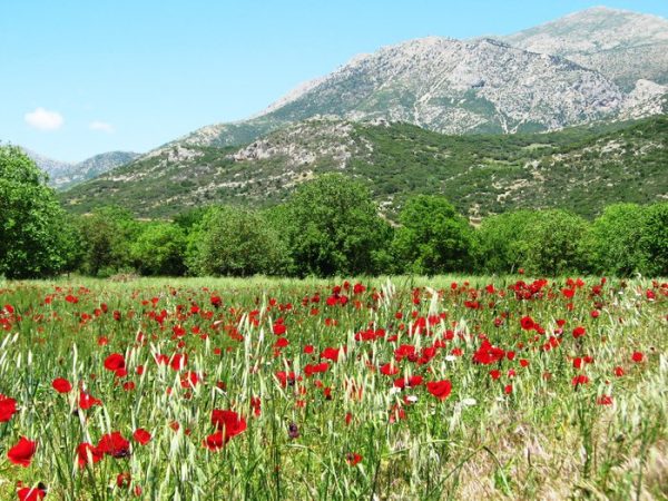 the-poppies-of-the-greek-country-side_700x700_q85